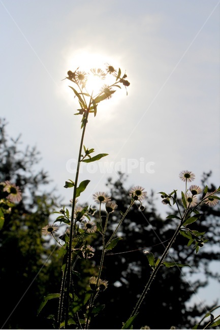 풍경,꽃,민들레,하늘,공원,식물,자연,plants,nature,꽃,flower