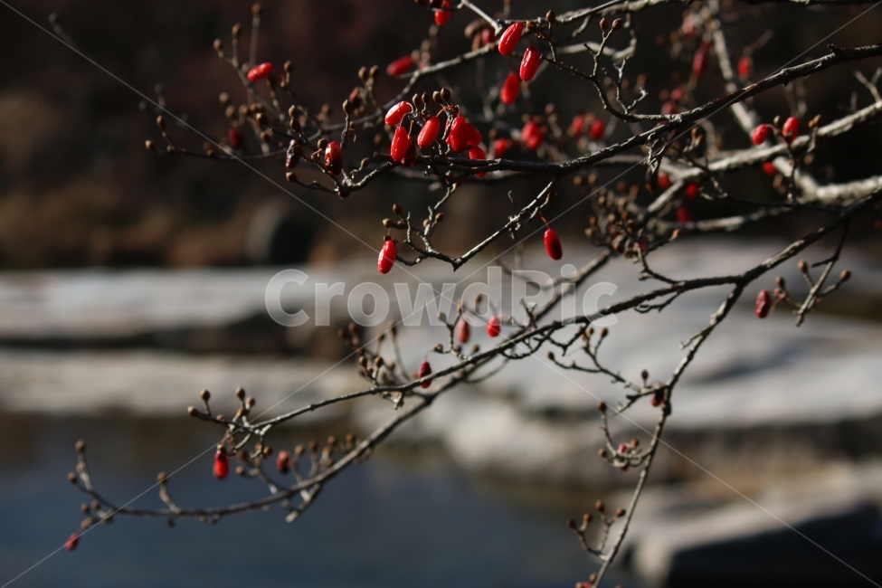 산수유,가을정취,개울가,구례,늦가을,식물,자연,plants,nature,과일,열매,fruit