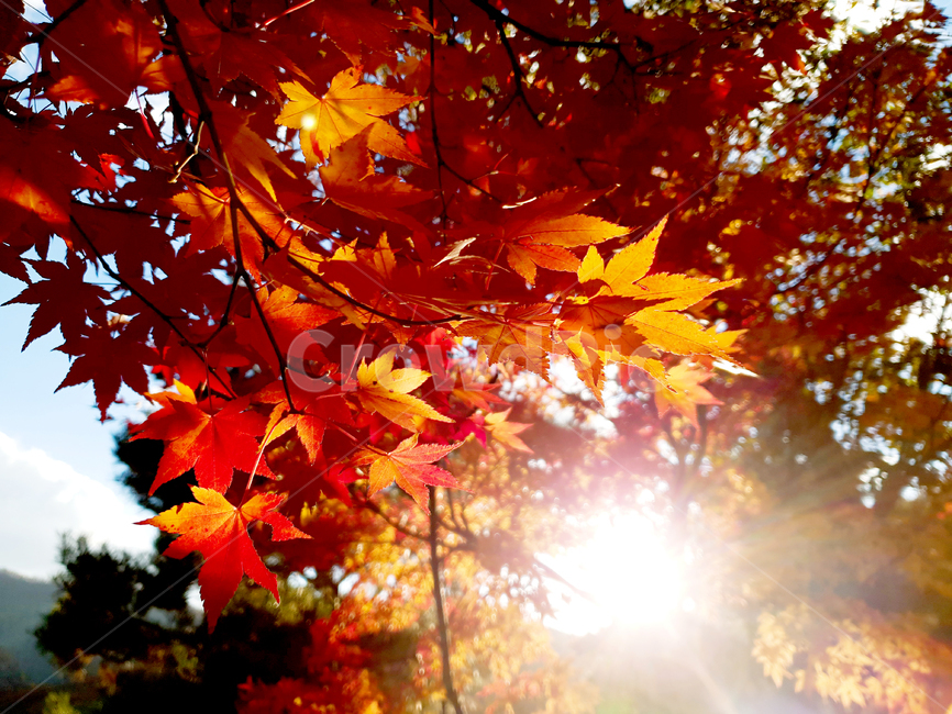 가을,단풍,나무,계절,낙엽,산,식물,하늘,가을,계절,fall,autumn,season,식물,자연,plants,nature,휴식,힐링,rest,relaxation,healing,leaf,잎,plant,tree,maple