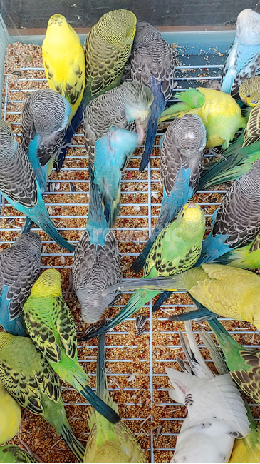 새,애완조,앵무새,동물,bird,animal,애완용,조류,취미,hobby,애완동물,작은새,관상용,관상조,잉꼬,동물,animal,조류,새,birds