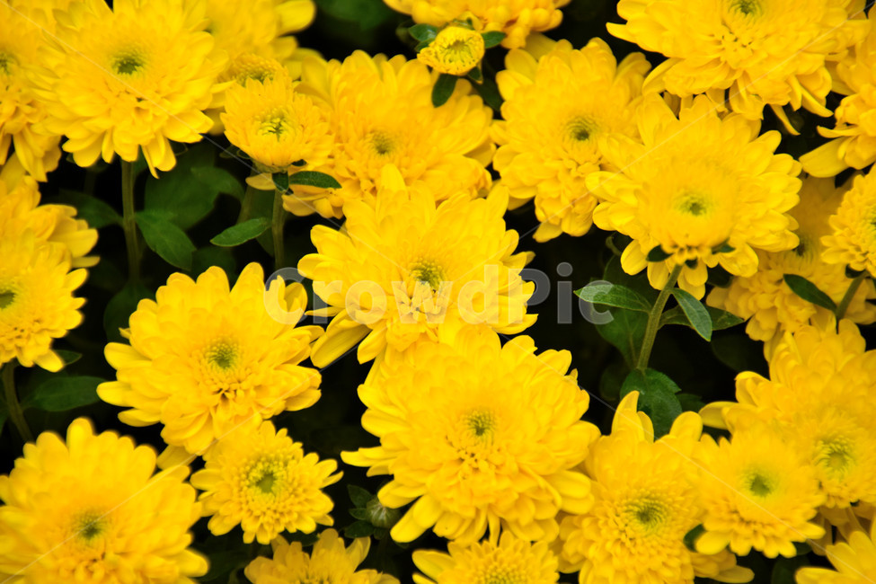 국화,노란색,노란국화,국화꽃,바탕화면,식물,자연,plants,nature,꽃,flower