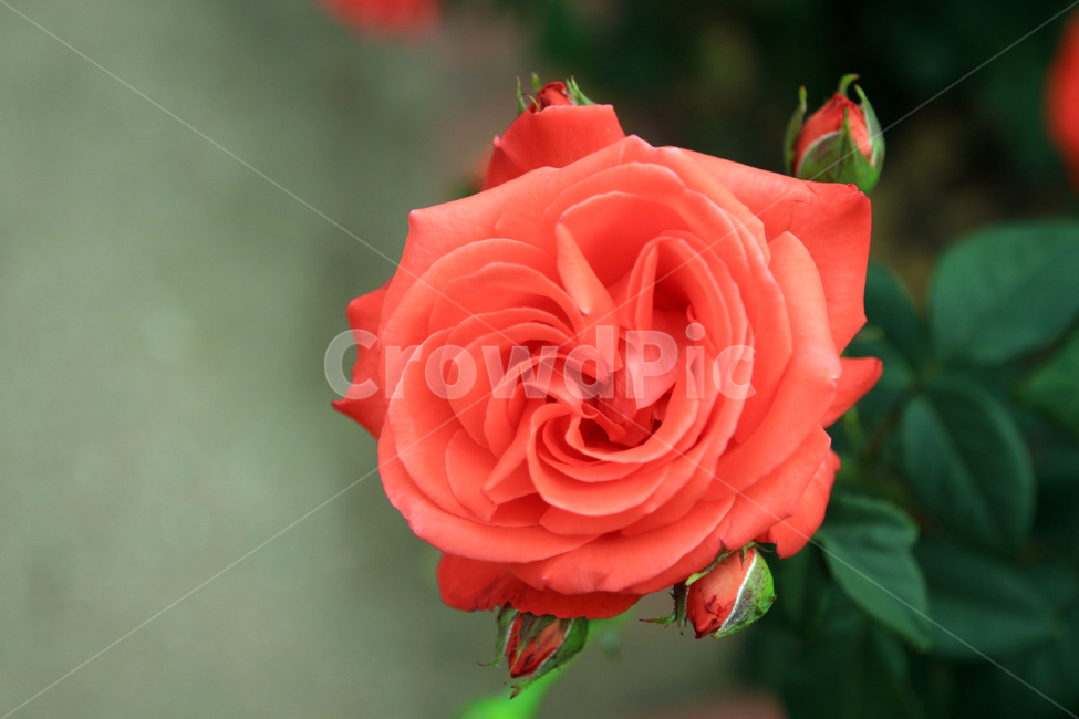 장미,꽃,flower,장미꽃,rose,꽃잎,꽃망울,꽃송이