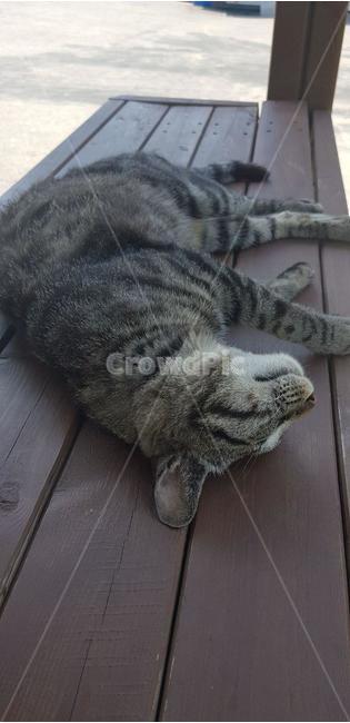 고양이,동물,cat,animal,휴식,동물,animal,포유류,mammal,고양이,cat,kitten,kitty