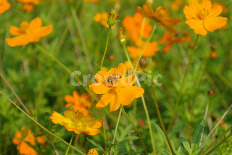 봄,꽃,자연,꿀벌,들꽃,식물,자연,plants,nature,꽃,flower