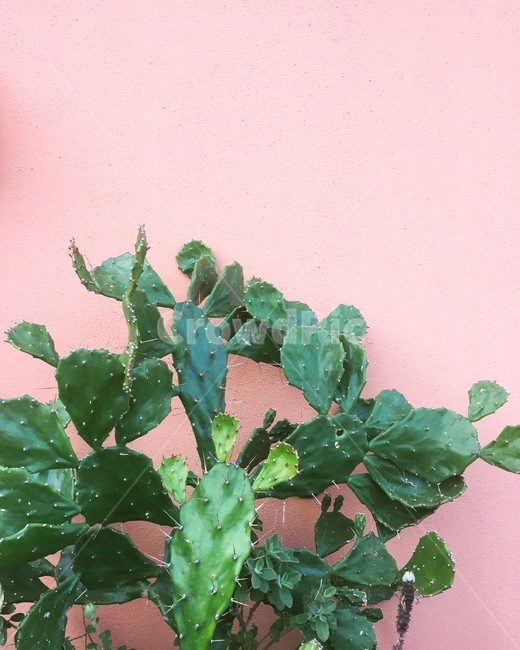 plant,식물,cactus,선인장,디자인,가든,정원
