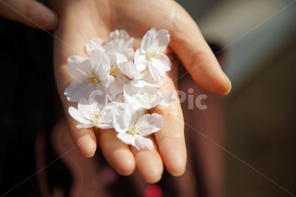 벚꽃,flower,cherryblossom,봄,spring,풍경,landscape,계절,season,자연,nature,생동감,fresh,감성,식물,plant,봄,계절,spring,season,식물,자연,plants,nature,꽃,flower,finger,손가락