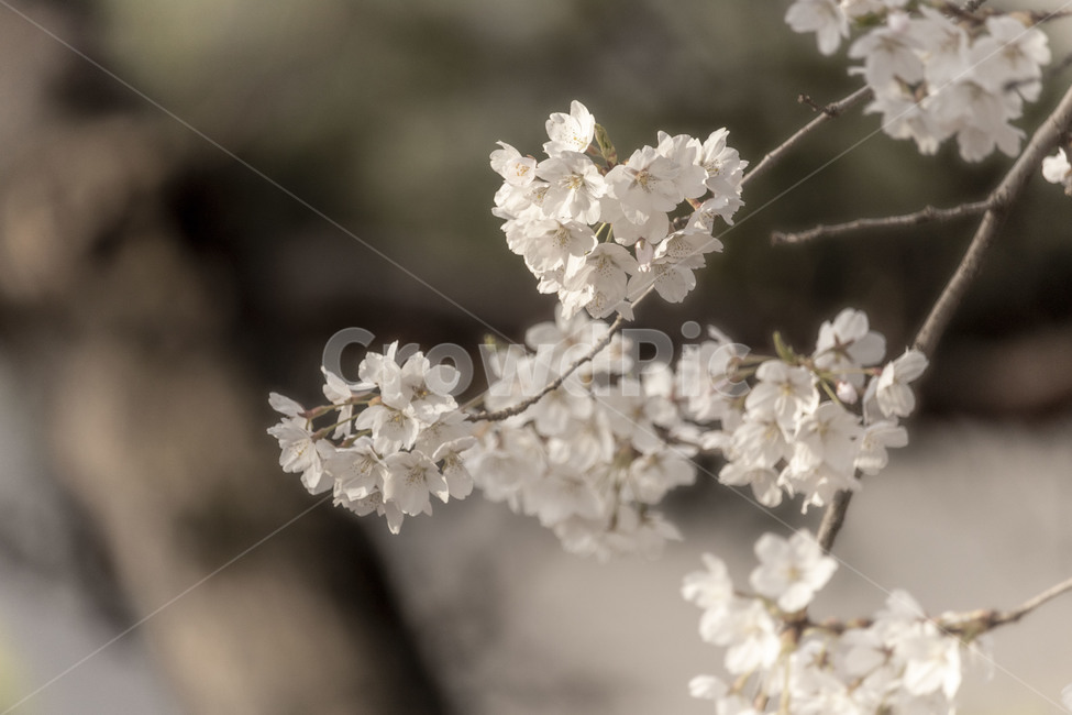 벚꽃,벚꽃나무,벚나무,흰벚꽃,cherryblossoms,봄,계절,spring,season,식물,자연,plants,nature,꽃,flower,plant,blossom