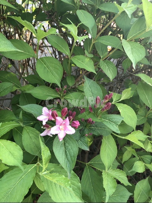 분홍꽃,꽃,자연,나뭇잎,초록,꽃봉오리,잎사귀,자주색,분홍색,아기꽃,아기,식물,자연,plants,nature,꽃,flower