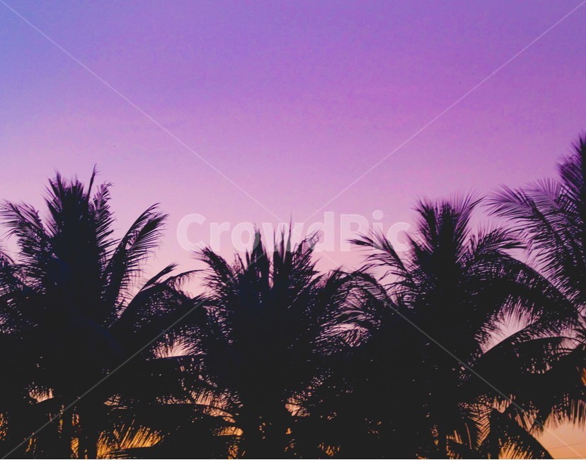 감성사진,야자수,일몰,보라색일몰,보라색하늘,감성,노을,하늘,purple,purplesky,sunset,purplesunset,sky,동남아여행,베트남여행,동남아노을,야자수노을,자연,풍경,nature,landscape,outdoors,옥외