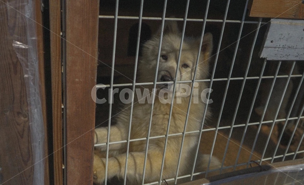 개,진돗개,dog,감성사진,외로움,loneliness,동물,animal,포유류,mammal,개,강아지,dog,doggy