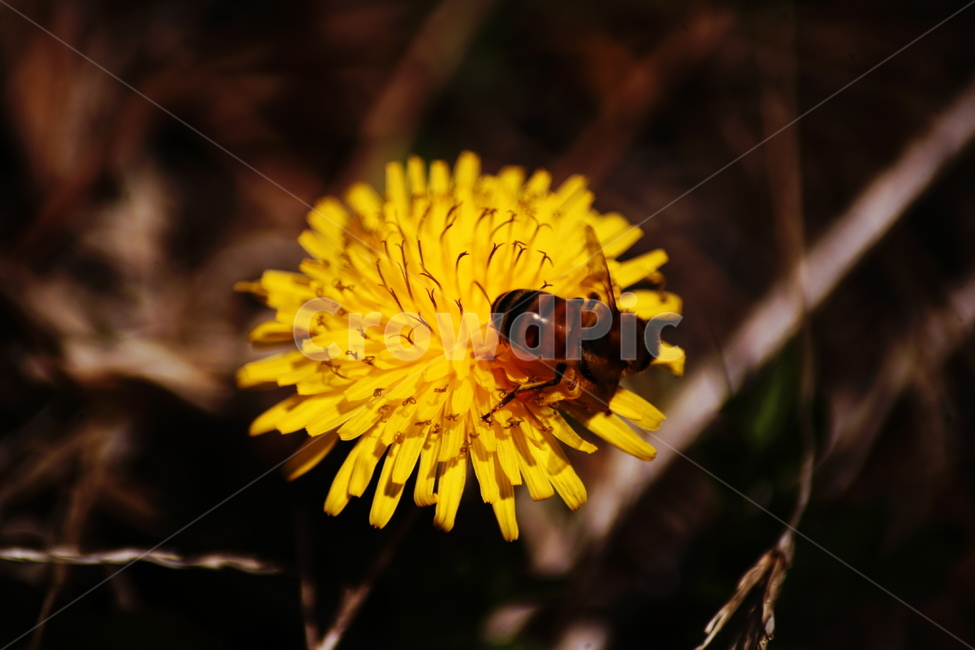 민들레,야생화,들꽃,허니,꿀벌,벌,honey,식물,자연,plants,nature,꽃,flower,동물,animal,곤충,벌레,insect,bug