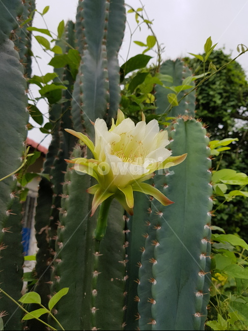cactusflower,cereusforbesiiflower,cereusflower,선인장꽃,세레우스포베시꽃,선인장,키다리선인장꽃,인내,참음,오래참음,기다림