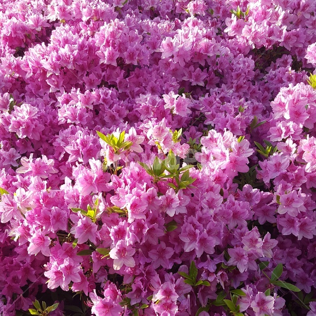 자연,꽃,봄,flower,풀잎,식물,자연,plants,nature,꽃,flower