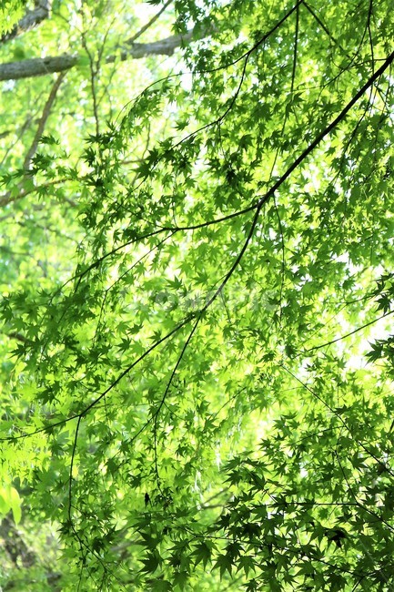 나무,잎,숲,햇살,tree,leaf,녹색별,식물,자연,plants,nature