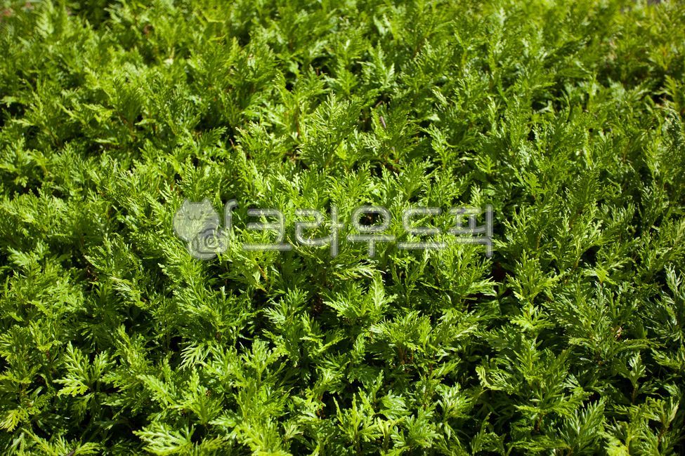 식물, plant, herbs, 허브, vegetation, 사진,이미지,일러스트,캘리그라피 - 헝그리작가작가