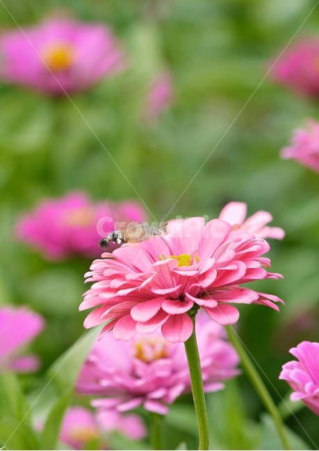 나비,식물,꽃,자연,풍경,flower,butterfly,곤충,감상,감성,스냅,분홍색,생물,식물,자연,plants,nature,꽃,flower,동물,animal,곤충,벌레,insect,bug