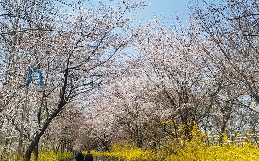 봄,만개,산책로,벚꽃,개나리,봄,계절,spring,season,plant,식물