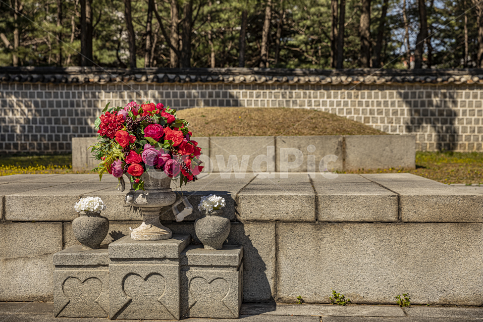 plant,식물,blossom,꽃,flower,풍경