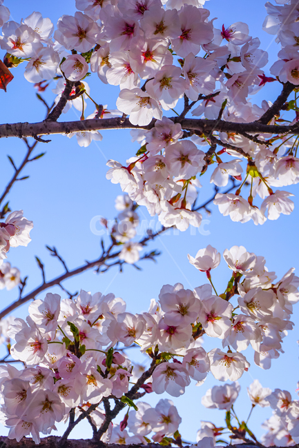 벚꽃,꽃,하늘,cherryblossom,blossom,flower,plant,sky,식물,나무,spring