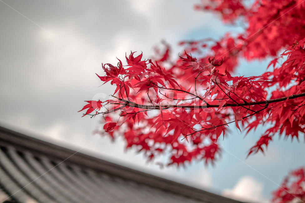 가을,단풍,단풍잎,나무,한옥,가을,계절,fall,autumn,season,leaf,잎,plant,식물,tree