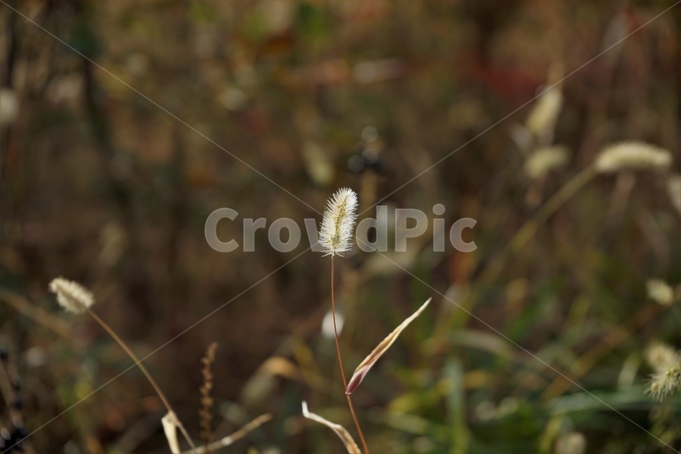 강아지풀,늦가을,자연,풀,식물,foxtail,backlight,역광,plant,fall,latefall,autumn,식물,자연,plants,nature