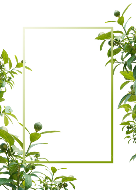 background image,green,leaves,background,plant,leaf,frame