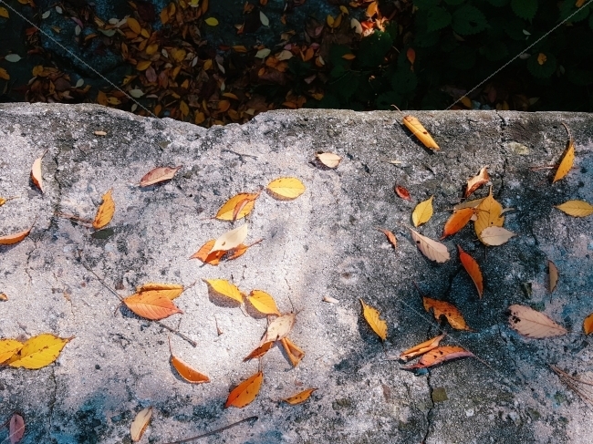 가을,단풍,자연,낙엽,힐링,색감,숲,산,등산,나들이,소풍,여행,햇살,햇빛,nature,autumn,가을,계절,fall,autumn,season,leaf,잎,plant,식물,ground,바닥