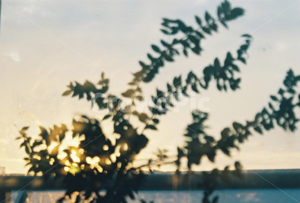 필름사진,나무,해질녘,빛,그림자,감성,sensible,feeling