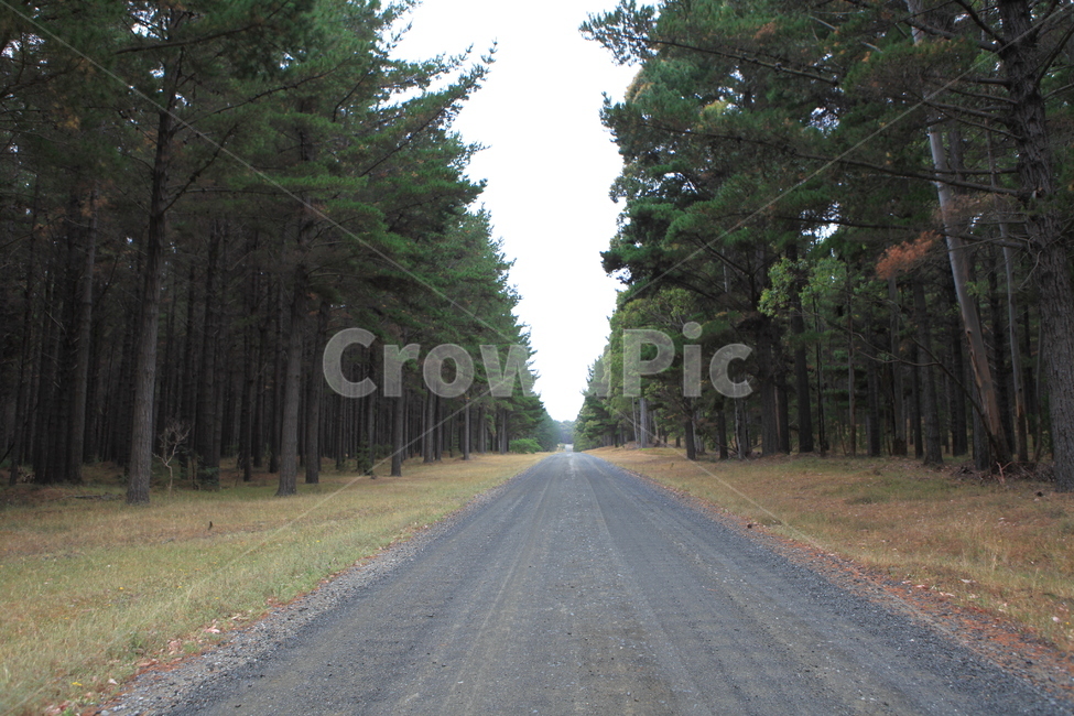 숲,나무,원시림,전나무숲,숲속의도로,자연,풍경,nature,landscape,road,도로,asphalt,아스팔트,plant,식물,tree