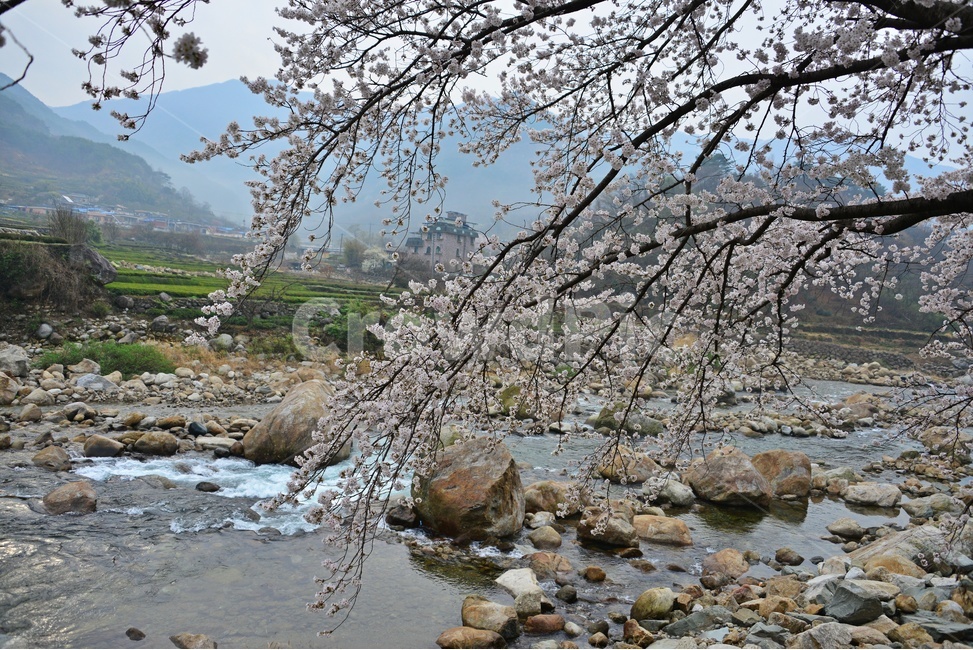 nature,자연,weather,날씨,outdoors,옥외,plant,식물,경치,경관,풍경,경남,하동,섬진강변,벚꽃길,화개십리벚꽃길,봄,계절