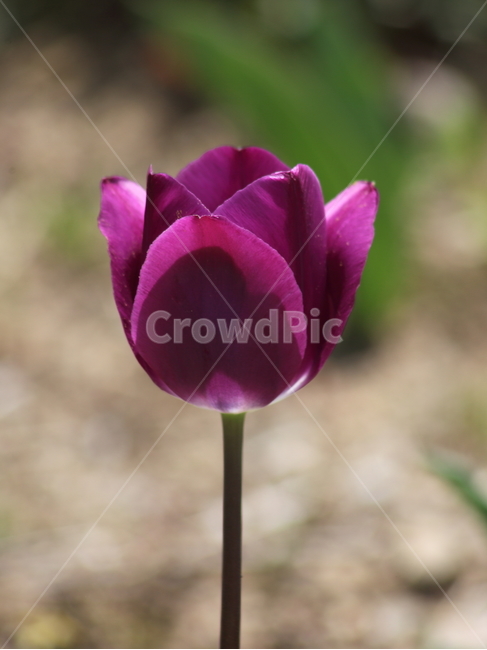 튤립,구근초,백합과,꽃,tulip