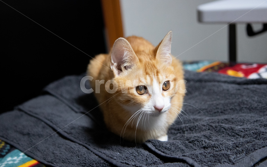 고양이,치즈고양이,치즈태비,아가고양이,집고양이