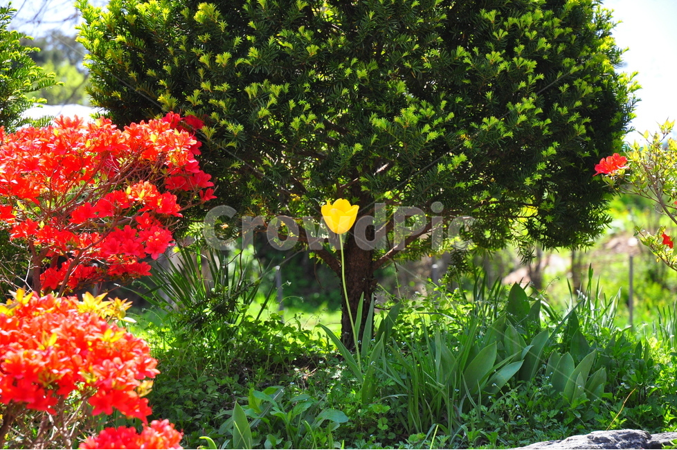 나무,꽃,정원,튤립,봄,자연,식물,봄,계절,spring,season,식물,자연,plants,nature,꽃,flower,leaf,잎,plant,vase,병 장식,potted plant,화분,pottery,도기류,jar,항아리,tree
