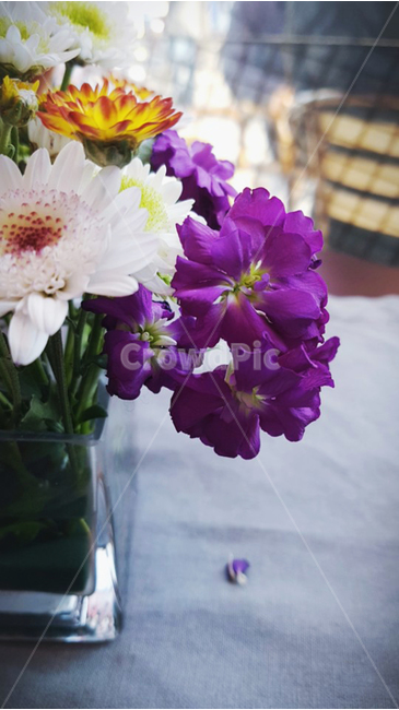 식물,꽃,만개,flower,fullbloom,plant,violet,꽃,flower,실내용화초,화분,화초,house plant