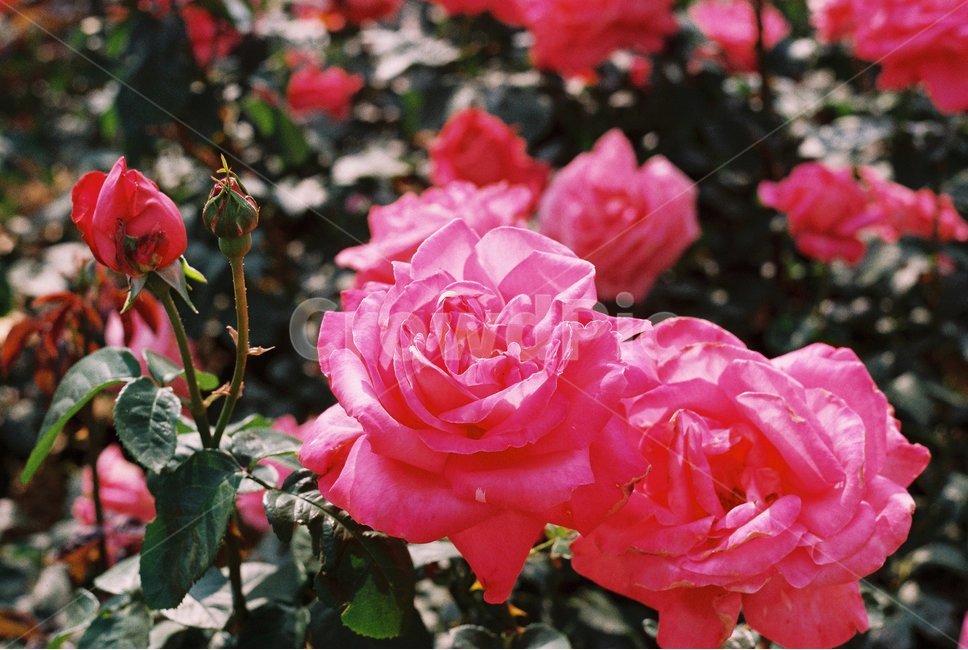 장미,장미꽃,꽃,rose,flower,roses,빨간색,color,red,식물,자연,plants,nature,꽃,flower
