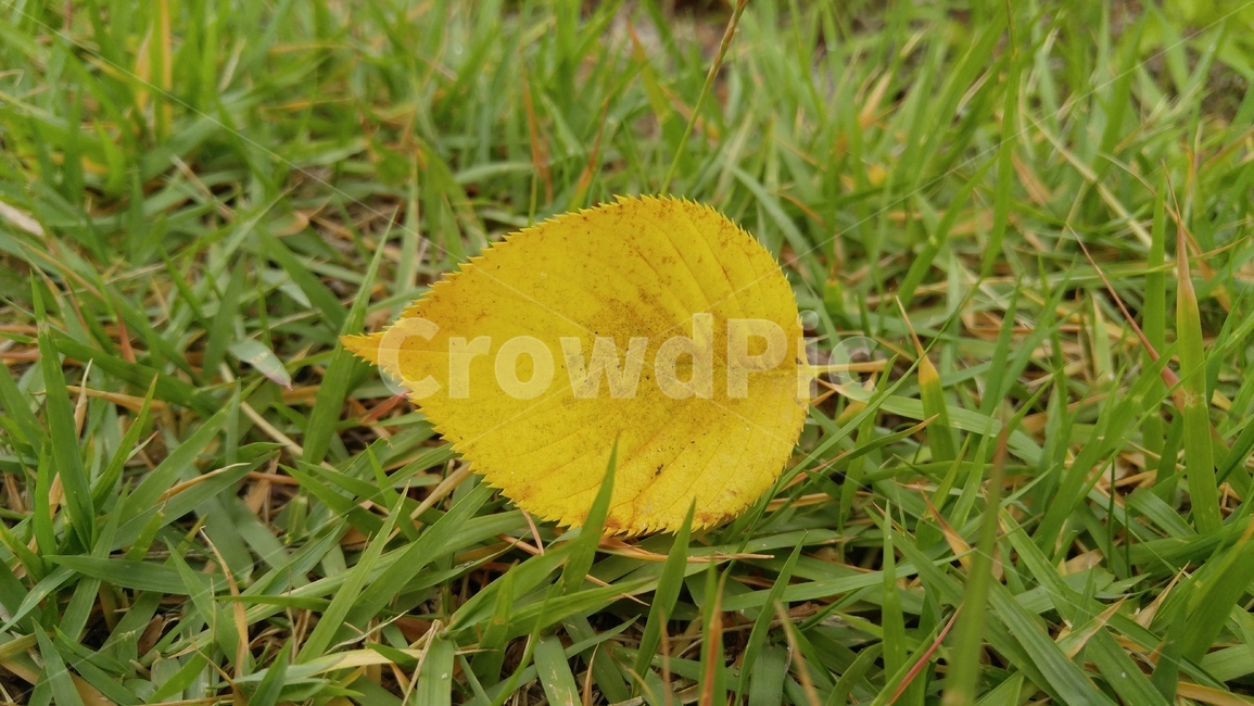 잔디,나뭇잎,잎,식물,녹색,배경,감성,계절,grass,leaves,leaf,plants,green,background,emotional,season