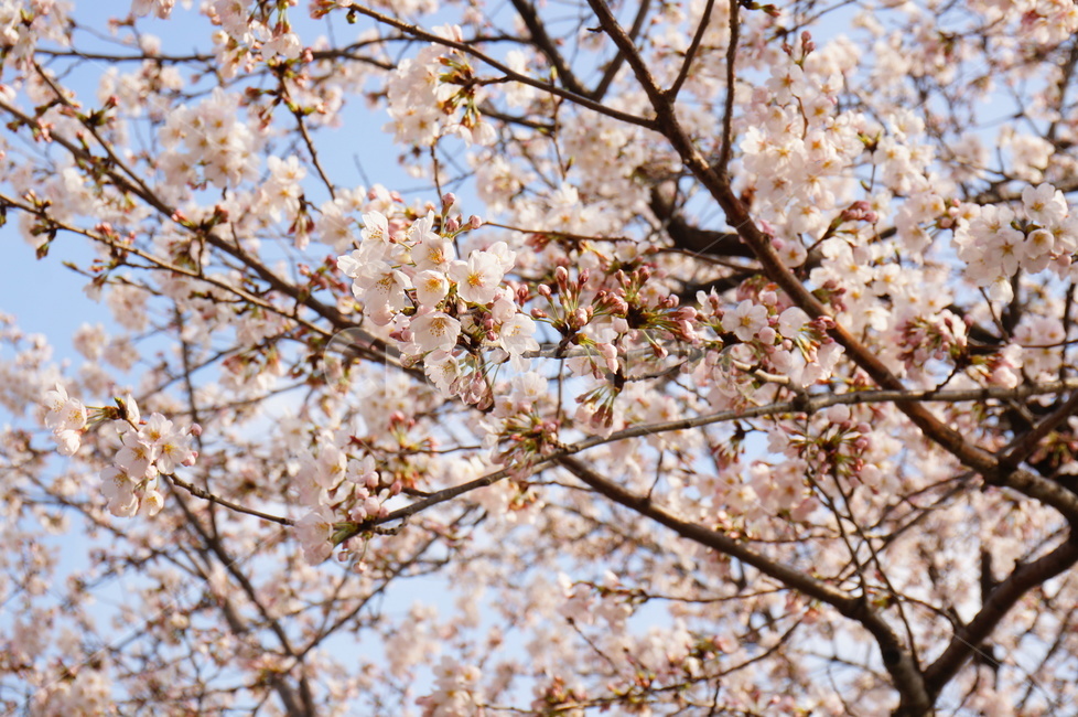 벚꽃,봄,석촌호수,벚꽃축제,꽃,풍경,자연,나무,봄꽃,봄,계절,spring,season,식물,자연,plants,nature,꽃,flower,plant,blossom