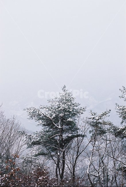 산,겨울,눈꽃,설산,계절,자연,풍경,winter,season,nature,landscape,겨울,계절,winter,season,자연,풍경,nature,landscape,식물,plants,나무,trees,wood,tree,plant