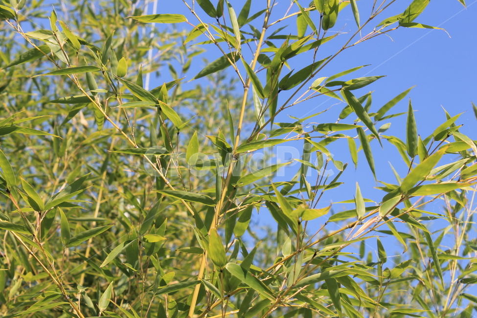 대나무,bamboo,식물,잎,leaf,녹색,green,식물,자연,plants,nature,나무,trees,wood