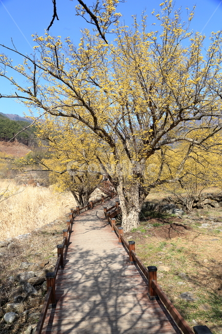 구례,하동,구례산수유축제,산수유,산수유꽃