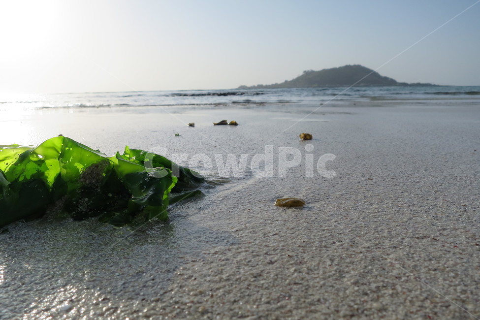 해수욕장,여름,바다,해변,제주도,선샤인,백사장,물놀이,피서,summer,beach,jeju,jejudo,sunshine,자연,풍경,nature,landscape,해변,바다,beach,sea,plant,식물