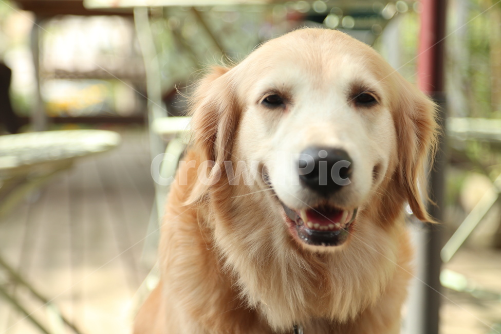 애완동물,pet,개,골든리트리버,goldenretriever,포유류,동물,animal,웃음,미소