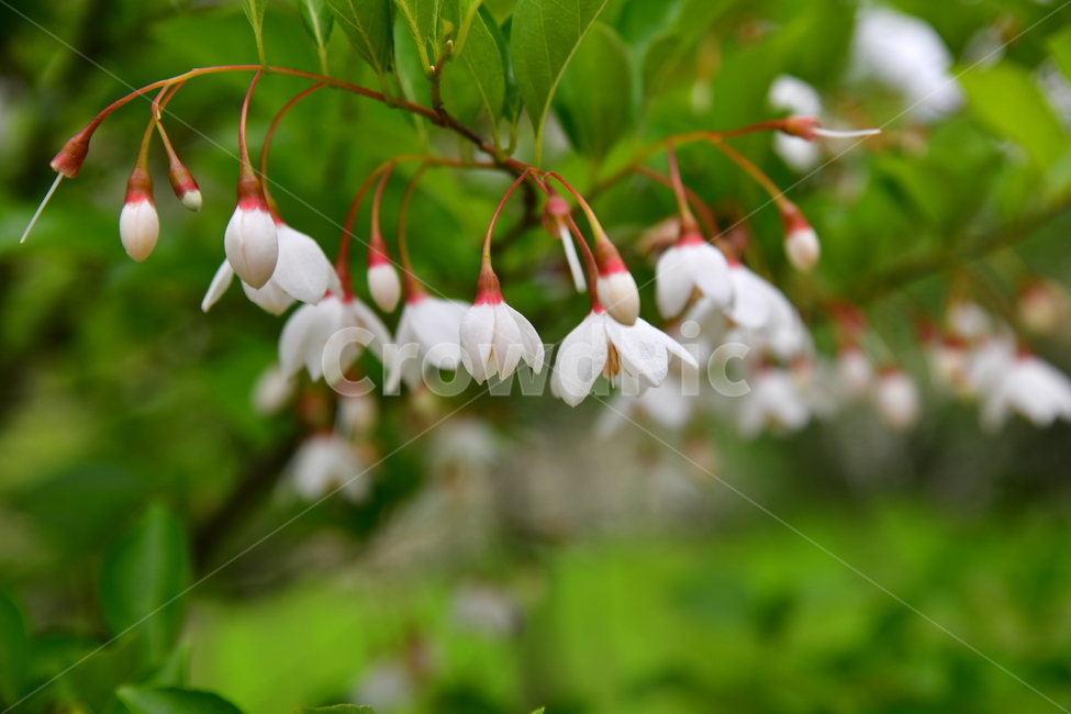 꽃,야생화,봄,여름,자연,수목원,식물,자연,plants,nature,꽃,flower