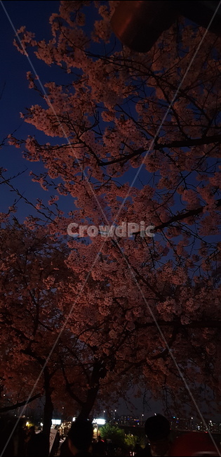 벚꽃,식물,plant,나무,봄,저녁