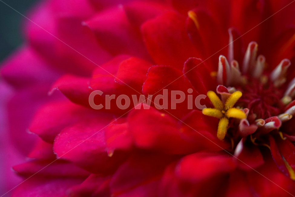 꽃,flower,plant,식물,암술,수술,식물,자연,plants,nature,꽃,flower