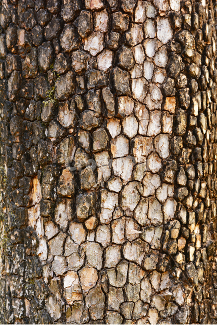 텍스쳐,패턴,나무,바탕,빈티지,배경,나뭇결,wood,백그라운드,질감,표면,texture,background,pattern,vintage,흔적,무늬,껍질,외피,균열,나무,trees,wood,텍스처,질감,패턴,texture,pattern