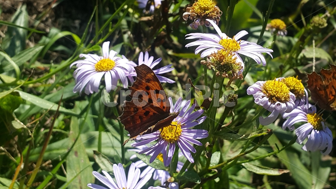 여름,나비,나비와꽃,butterfly,flower,자연
