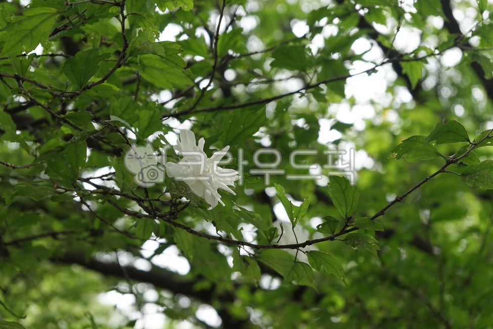 겹꽃,배달계,무궁화,흰꽃,식물,꽃