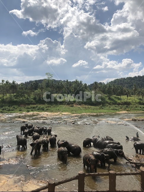 코끼리,포유류,코끼리목욕,스리랑카,코끼리고아원,목욕,elephant,bath,bathing,코끼리샤워,샤워,shower,자연,동물,animal,srilanka,동물,animal,포유류,mammal