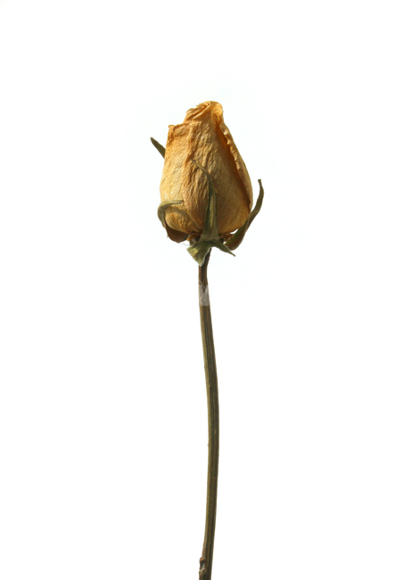 꽃,장미,로즈,장미꽃,플라워,드라이,드라이플라워,말린,말려놓은,마른,노란색,노랑,옐로우,말린장미,식물,자연,flower,dry,dried,dryflower,yellow,green,rose,줄기,dryrose,plant,nature,꽃봉우리,봉우리,흰배경,꽃,flower,누끼,remove background